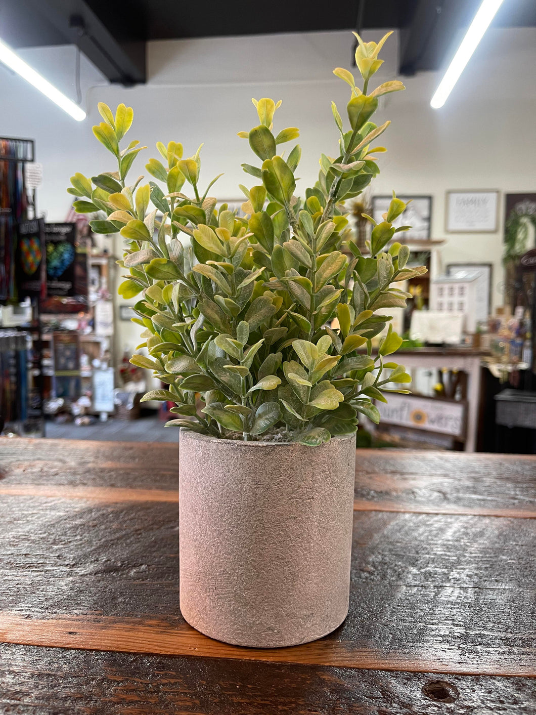 Light Green Boxwood Greenery in Cement Pot